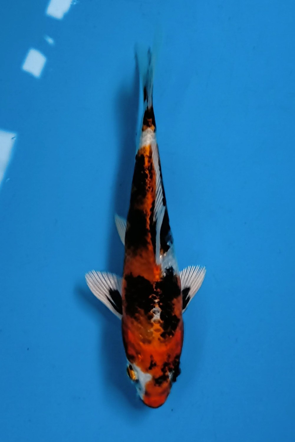 Juara 4