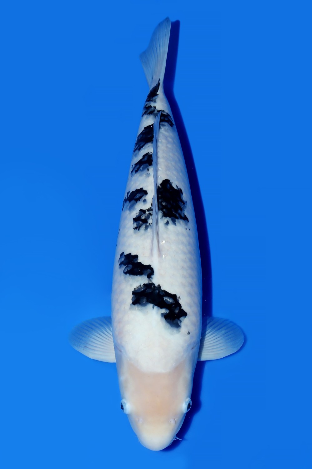 Juara 5
