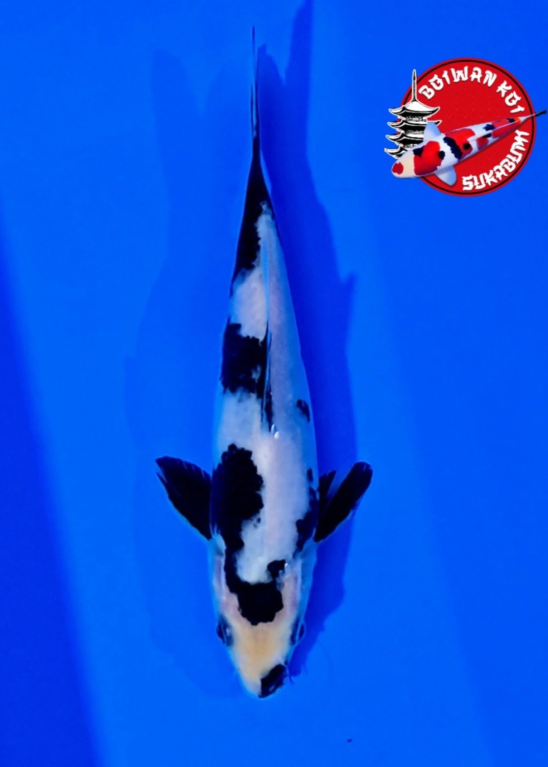 Juara 5
