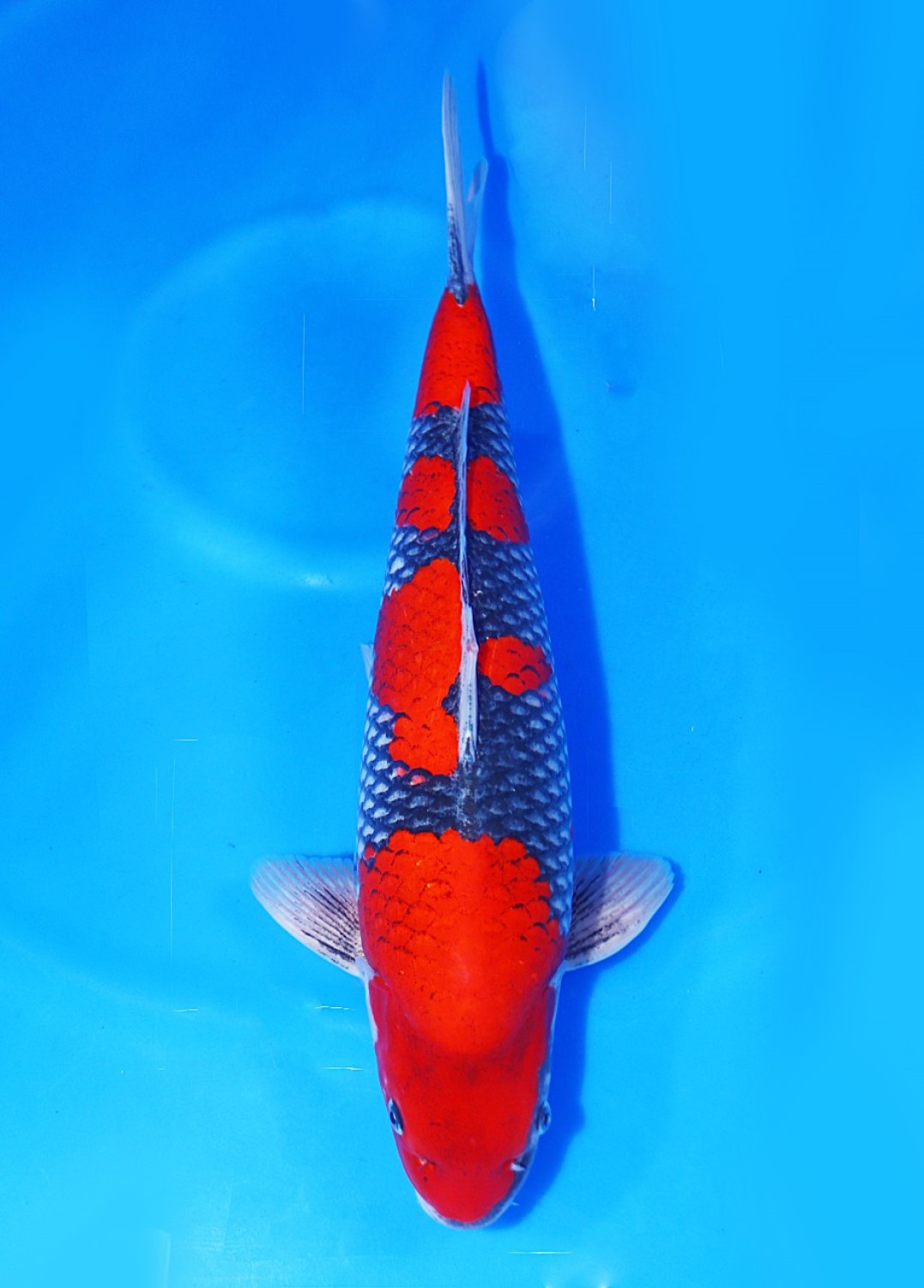 Best In Size B, 46 - 50 cm