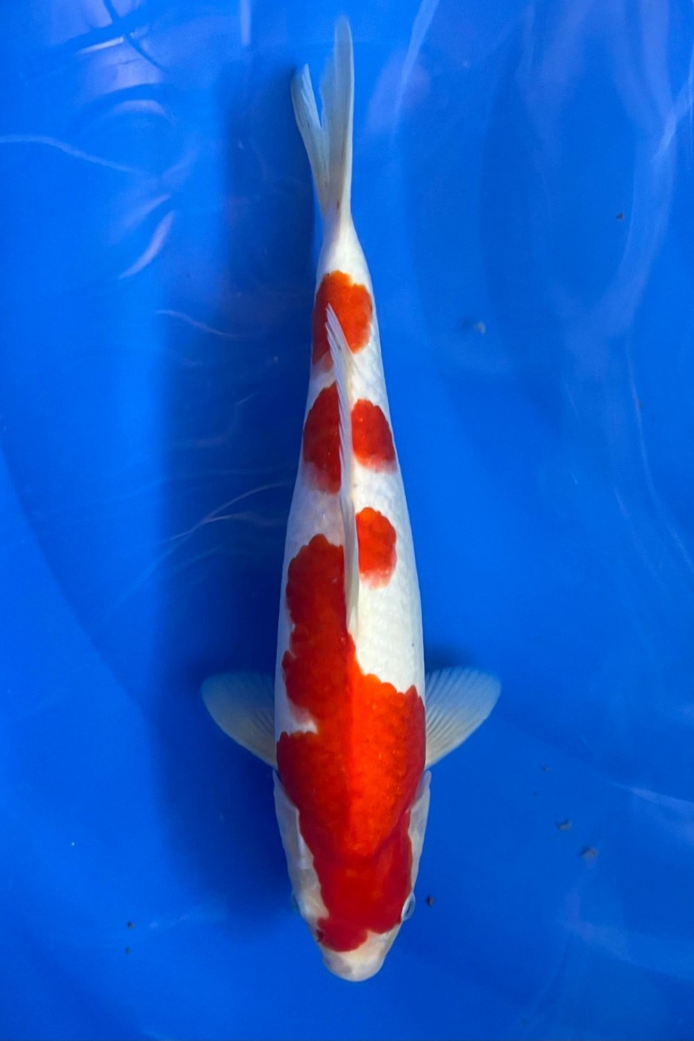 Juara 2