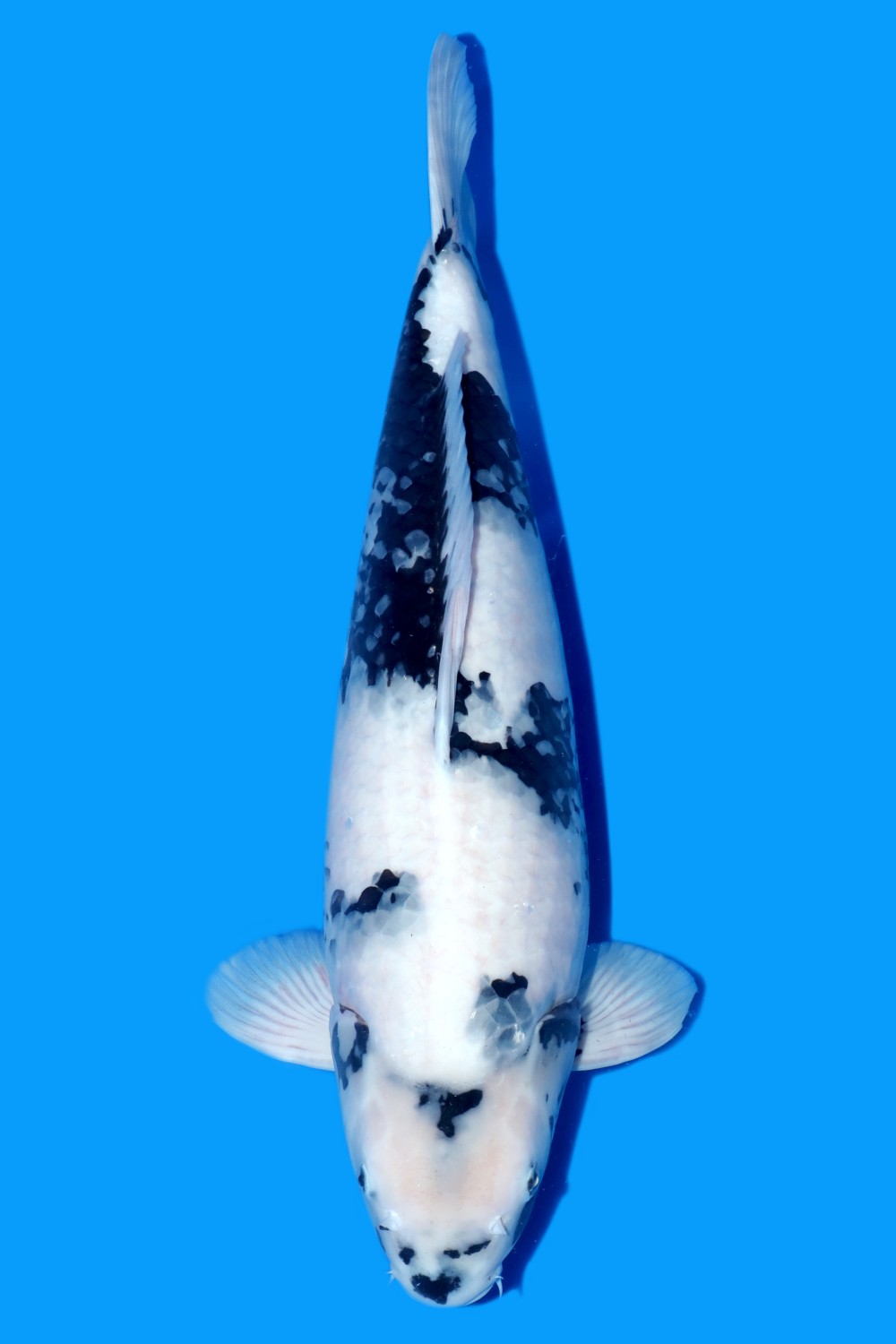 Juara 2