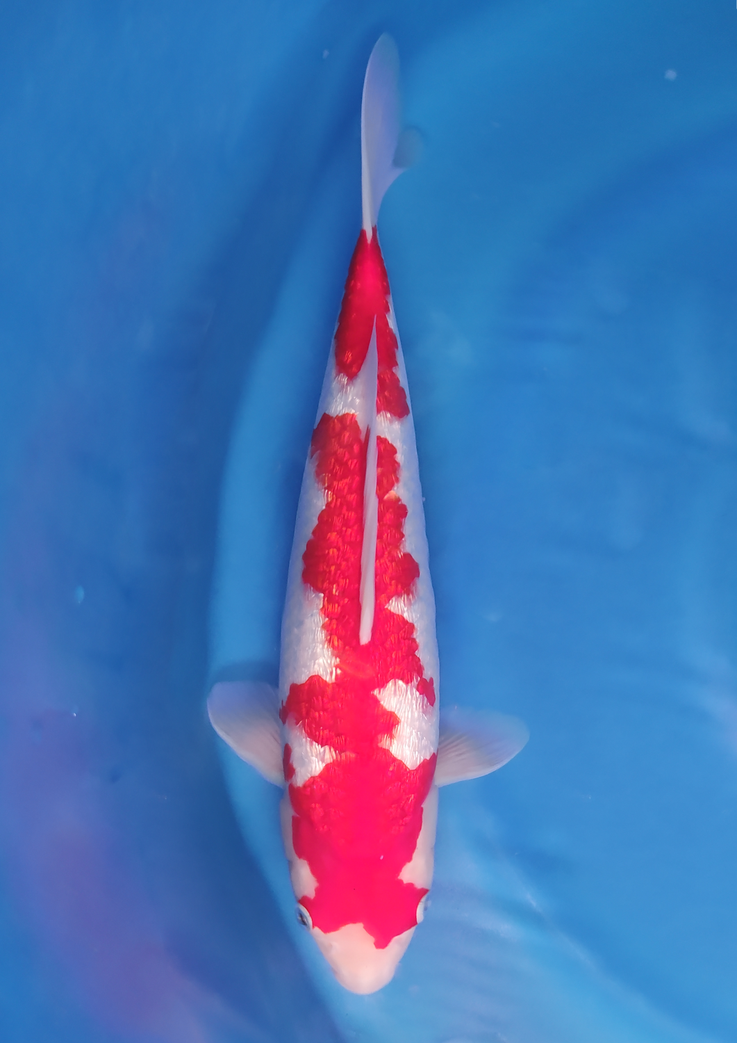 Juara 2