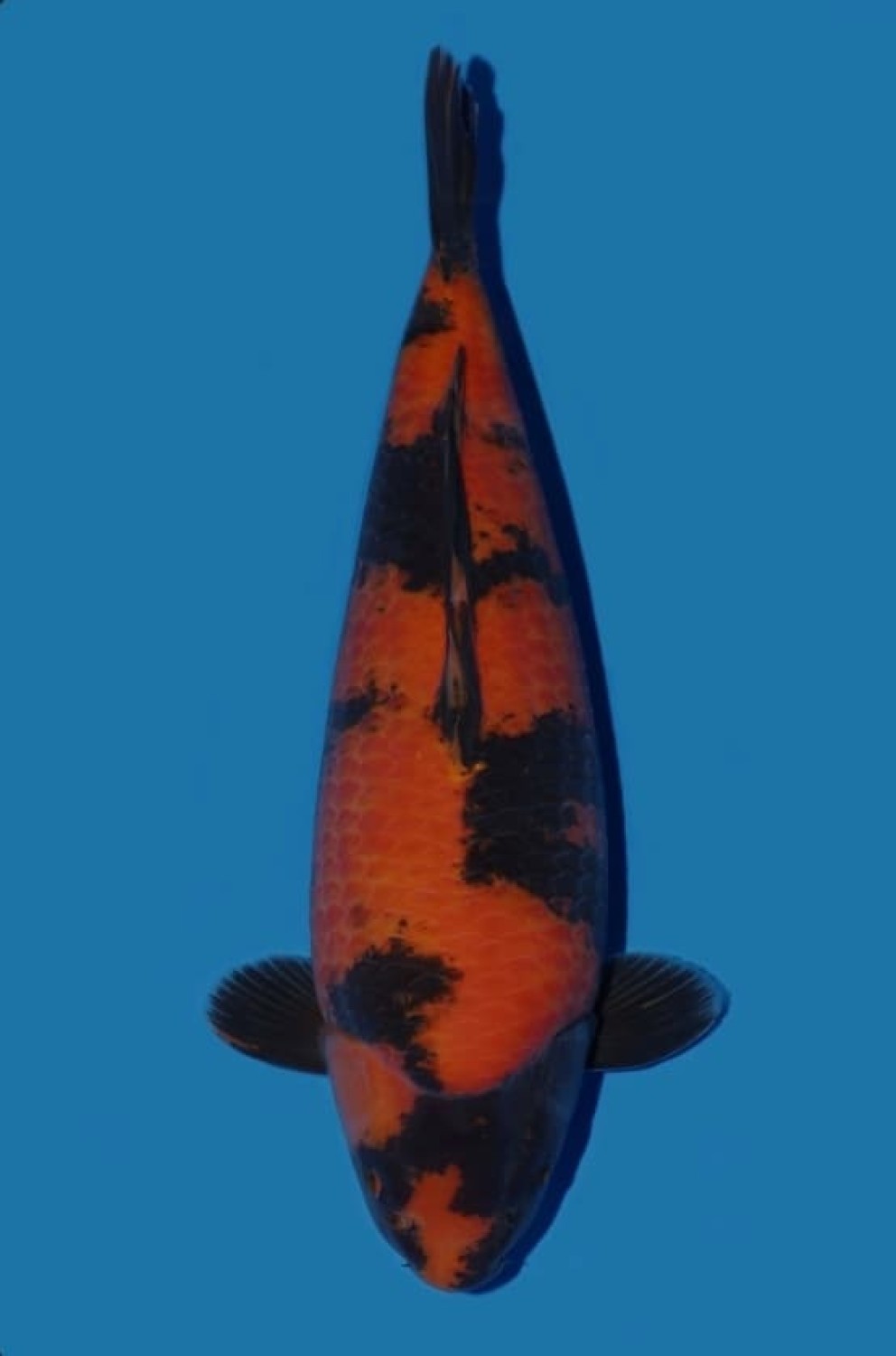 Juara 1