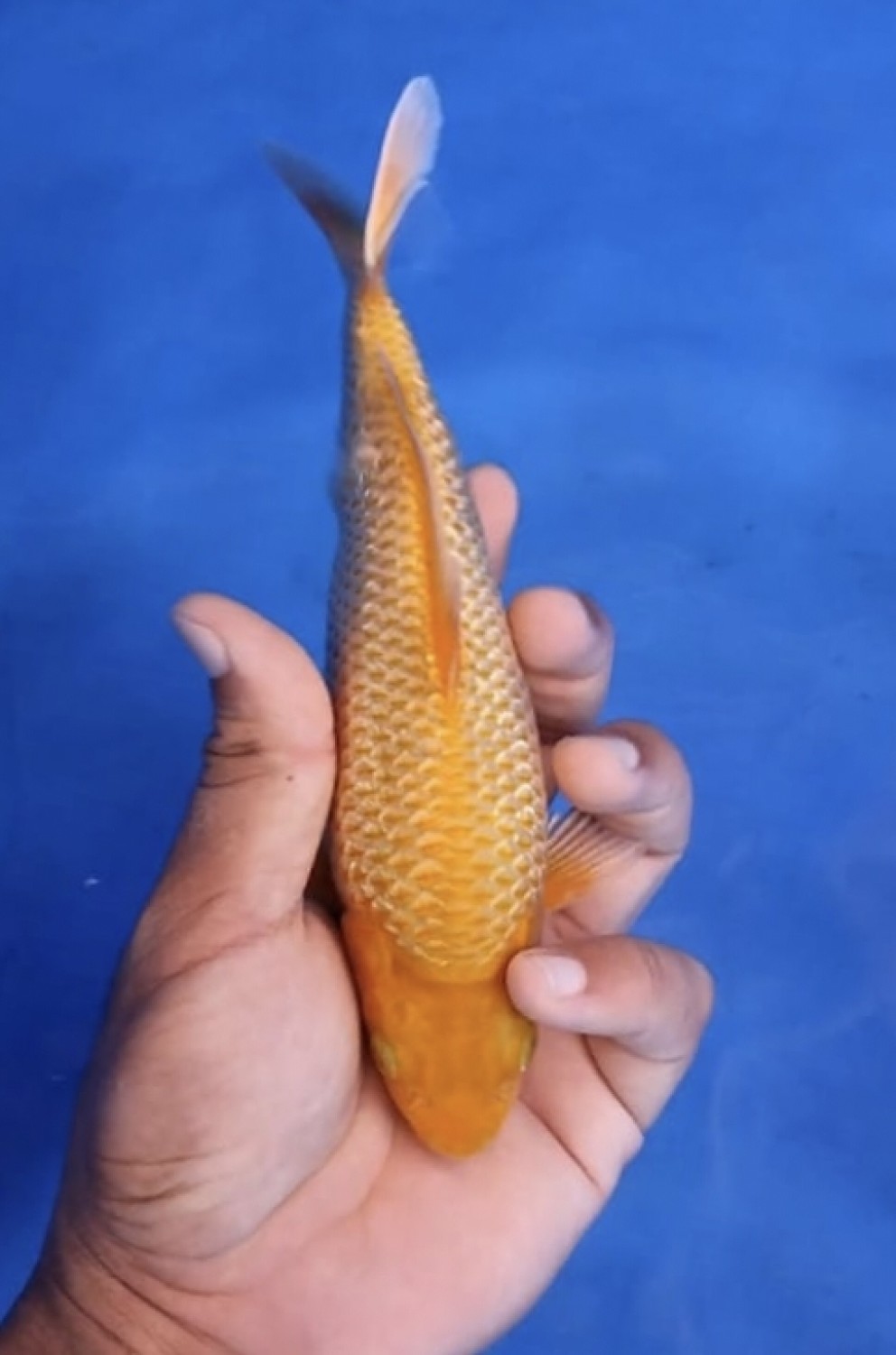 Best In Size E, 16 - 20 cm