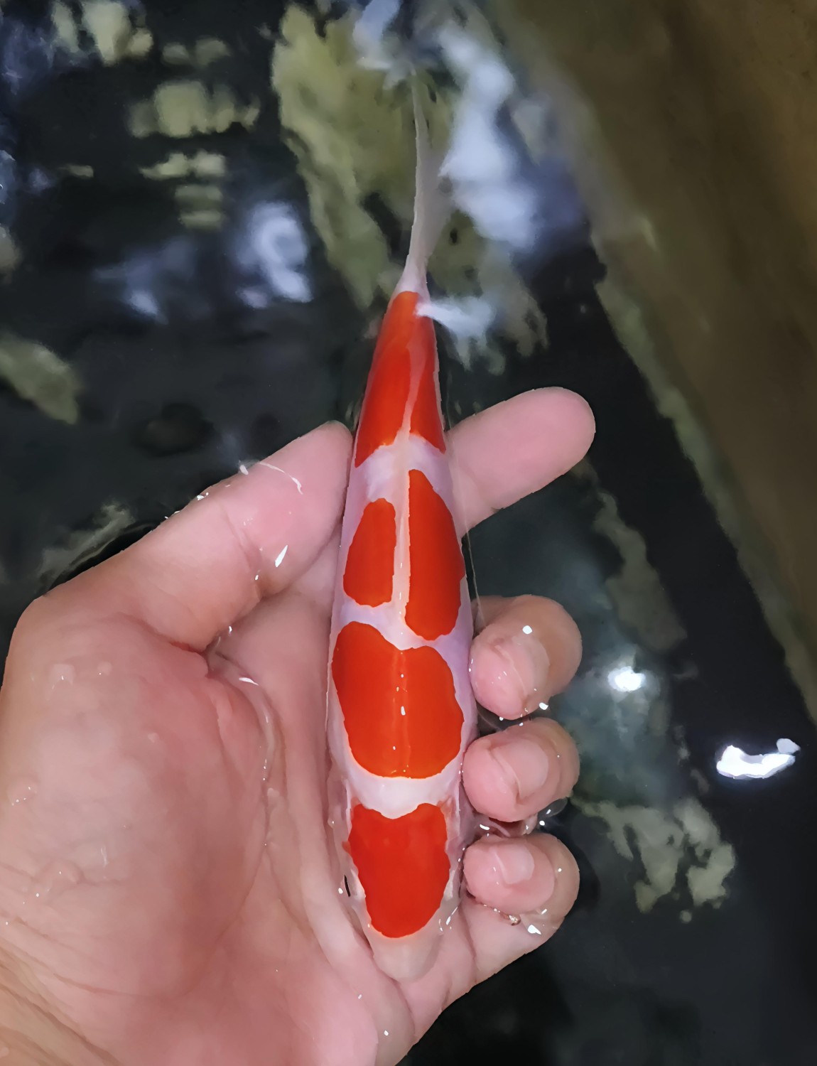 Mini Champion 1, C