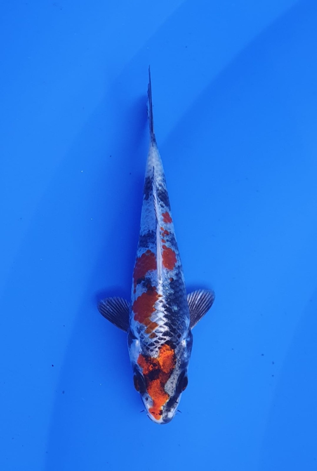 Juara 2
