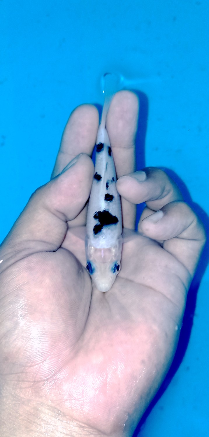 Juara 1