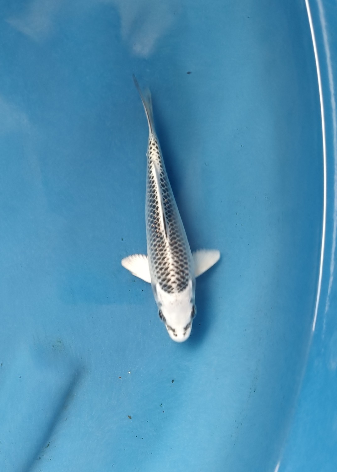 Best In Size E, 13 - 15 cm
