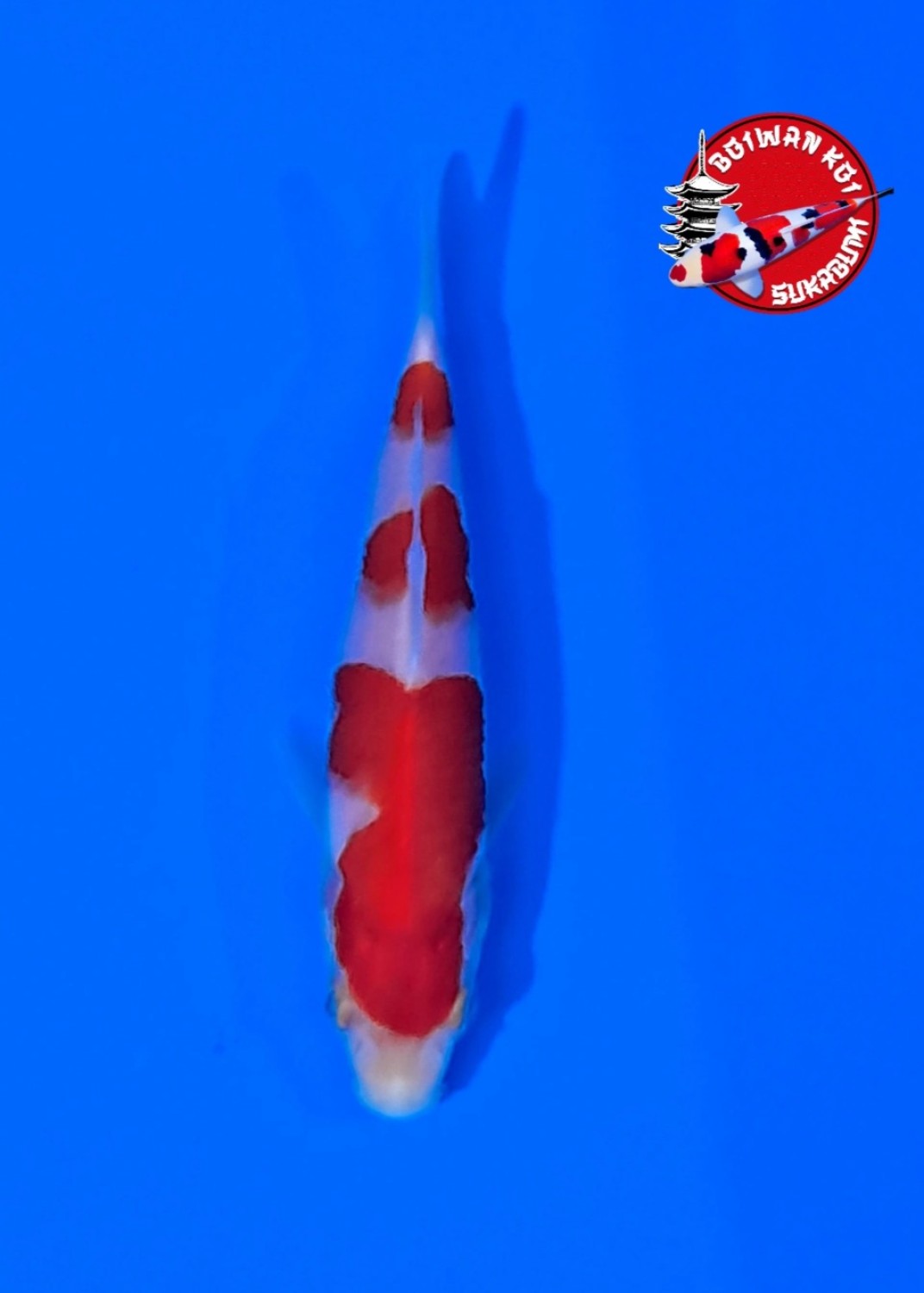 Juara 1