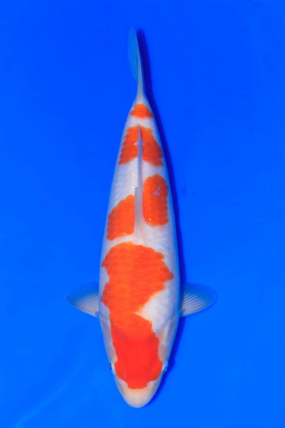 Juara 5