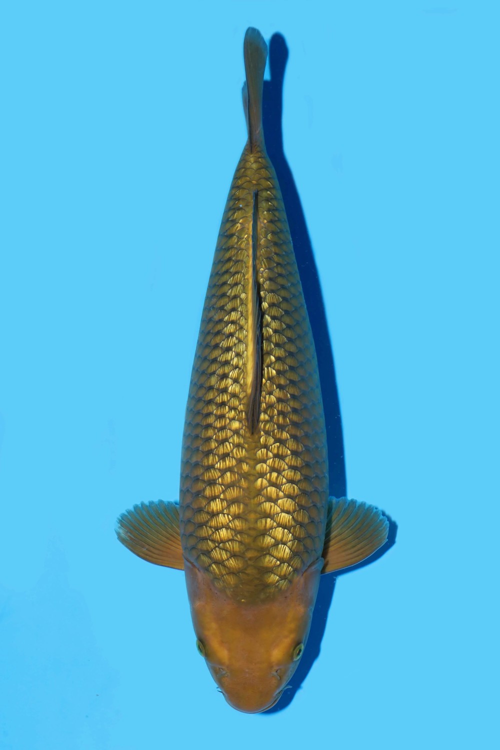 Juara 2