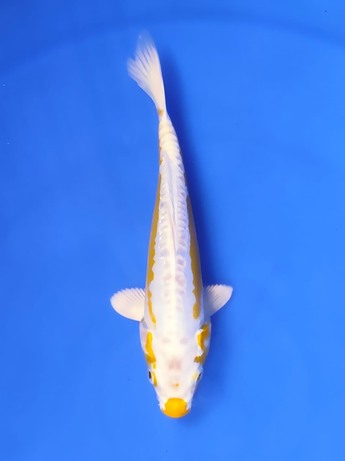 Juara 1