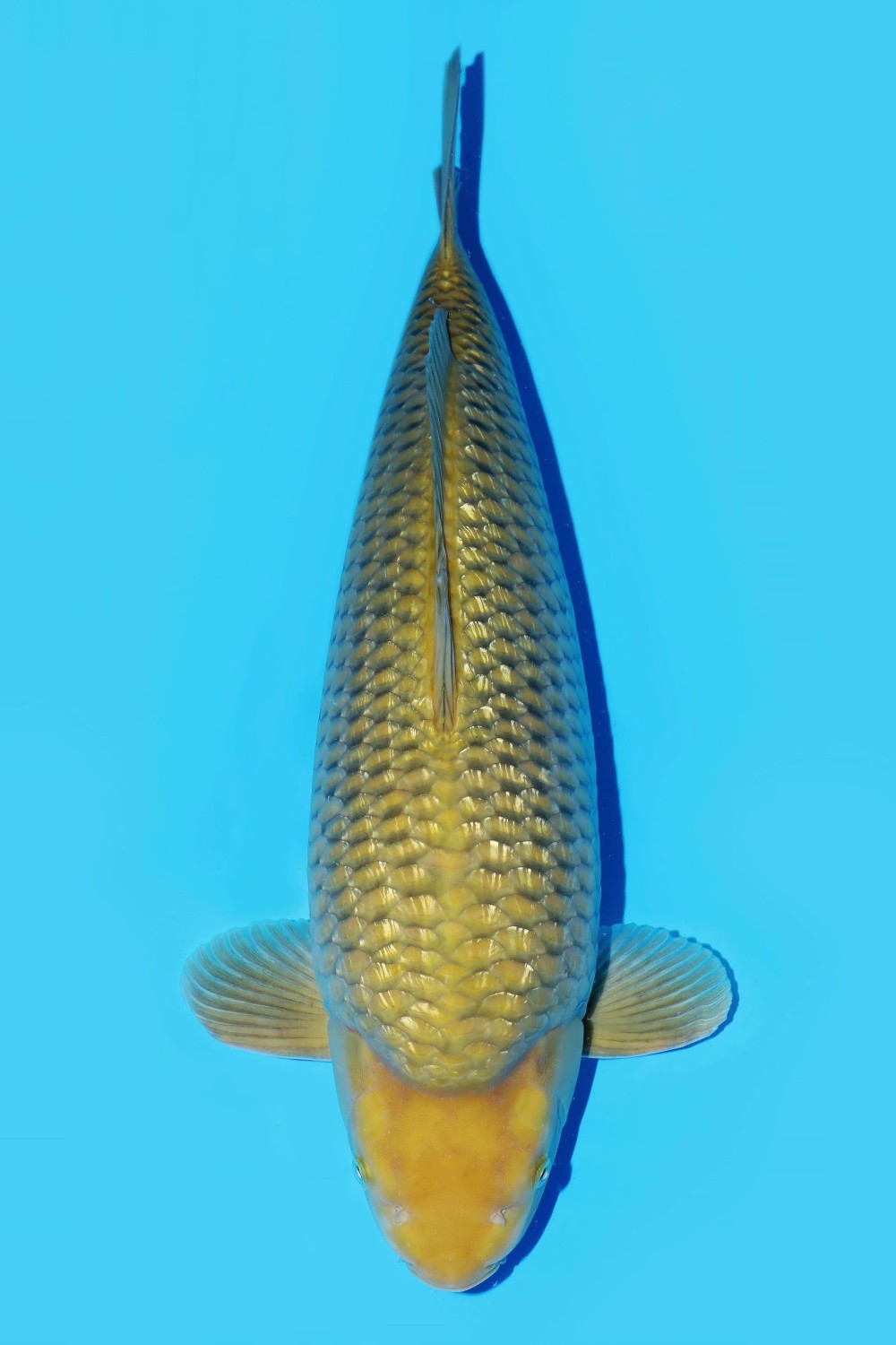 Juara 1
