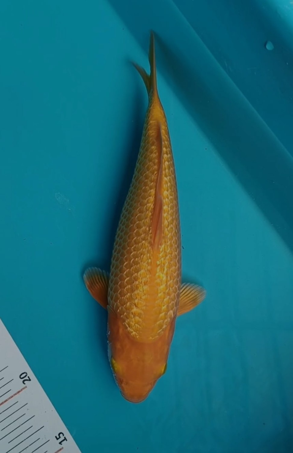 Juara 2
