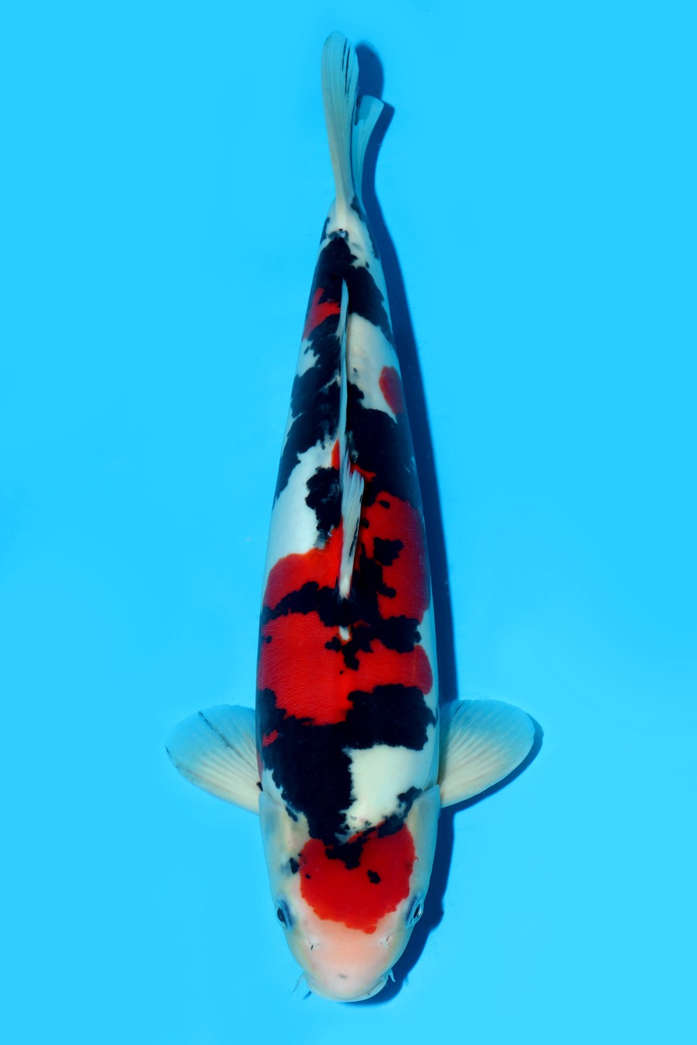 Juara 1