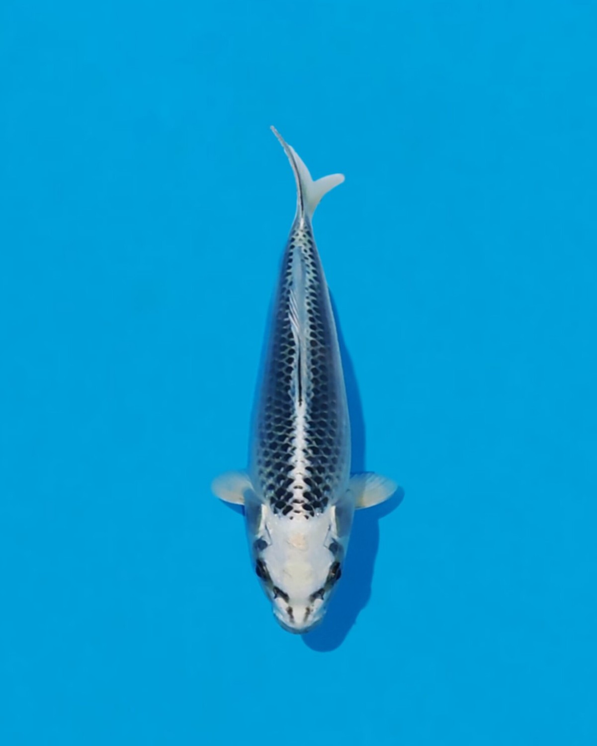 Best In Size E, 31 - 35 cm
