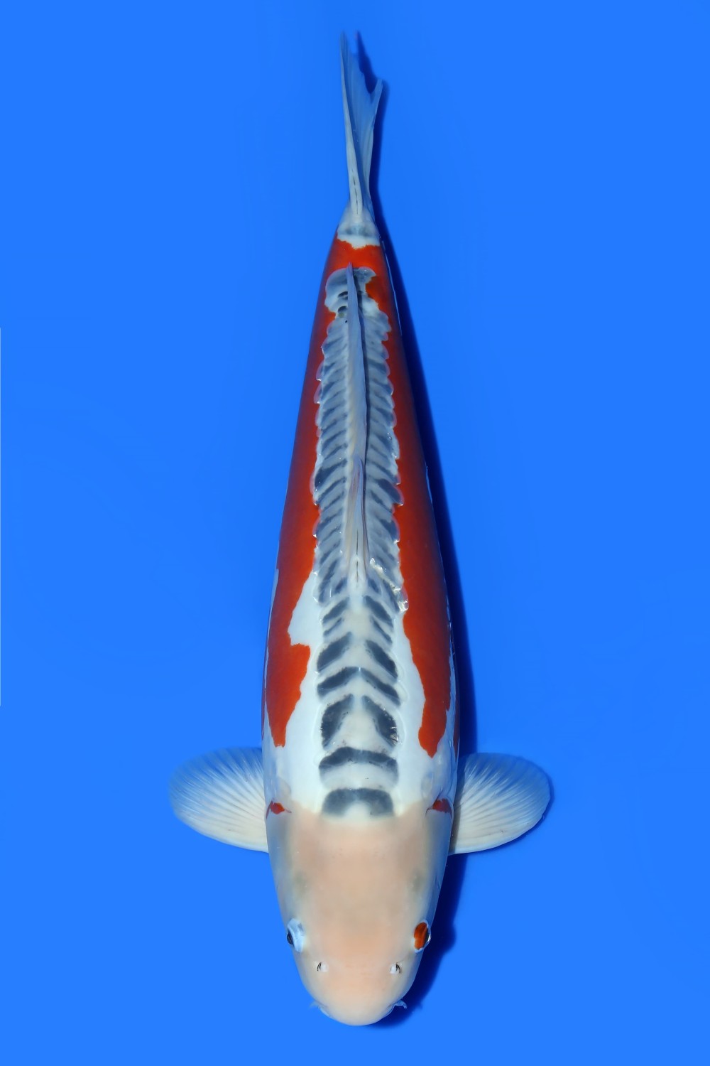 Juara 2