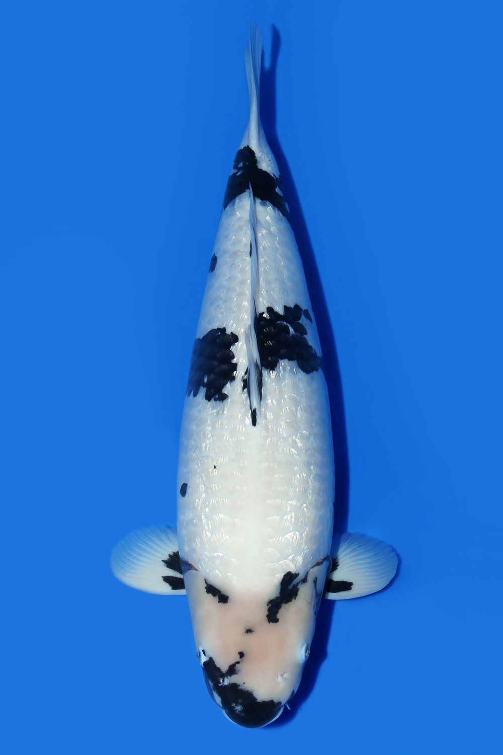 Juara 1