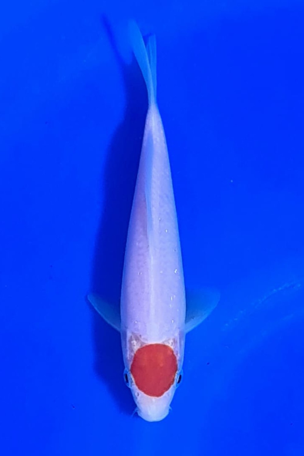 Juara 2