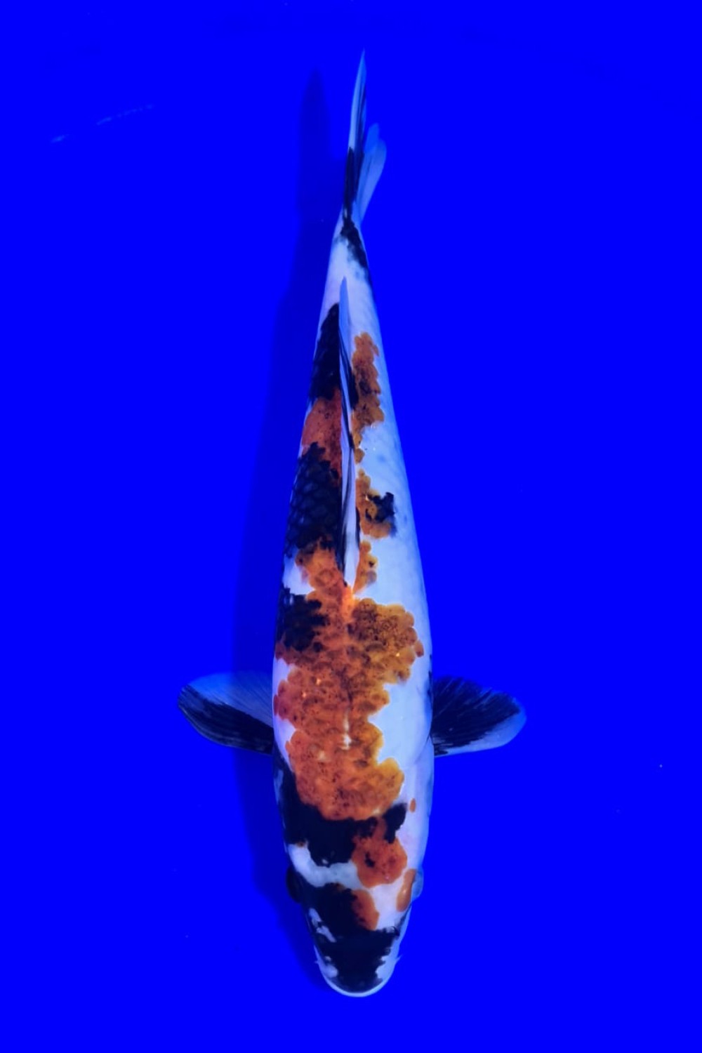 Juara 2