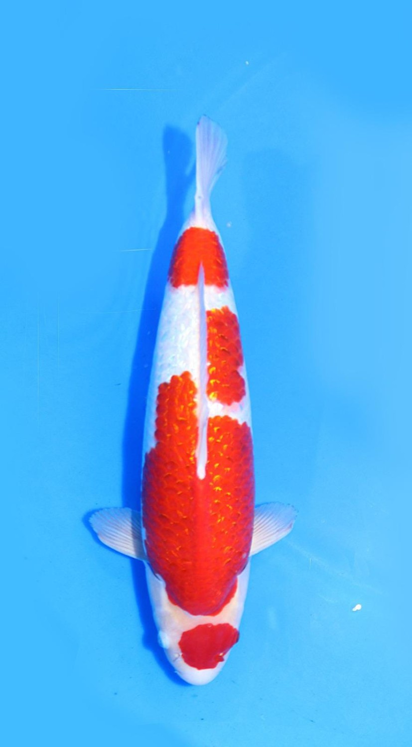Juara 1