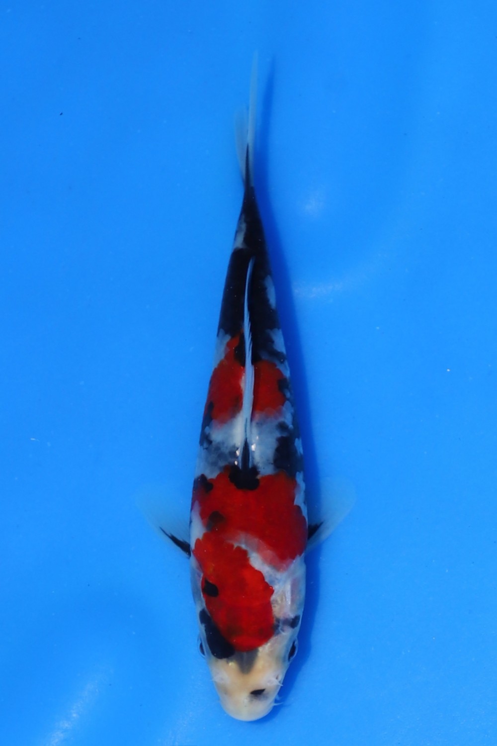 Juara 2