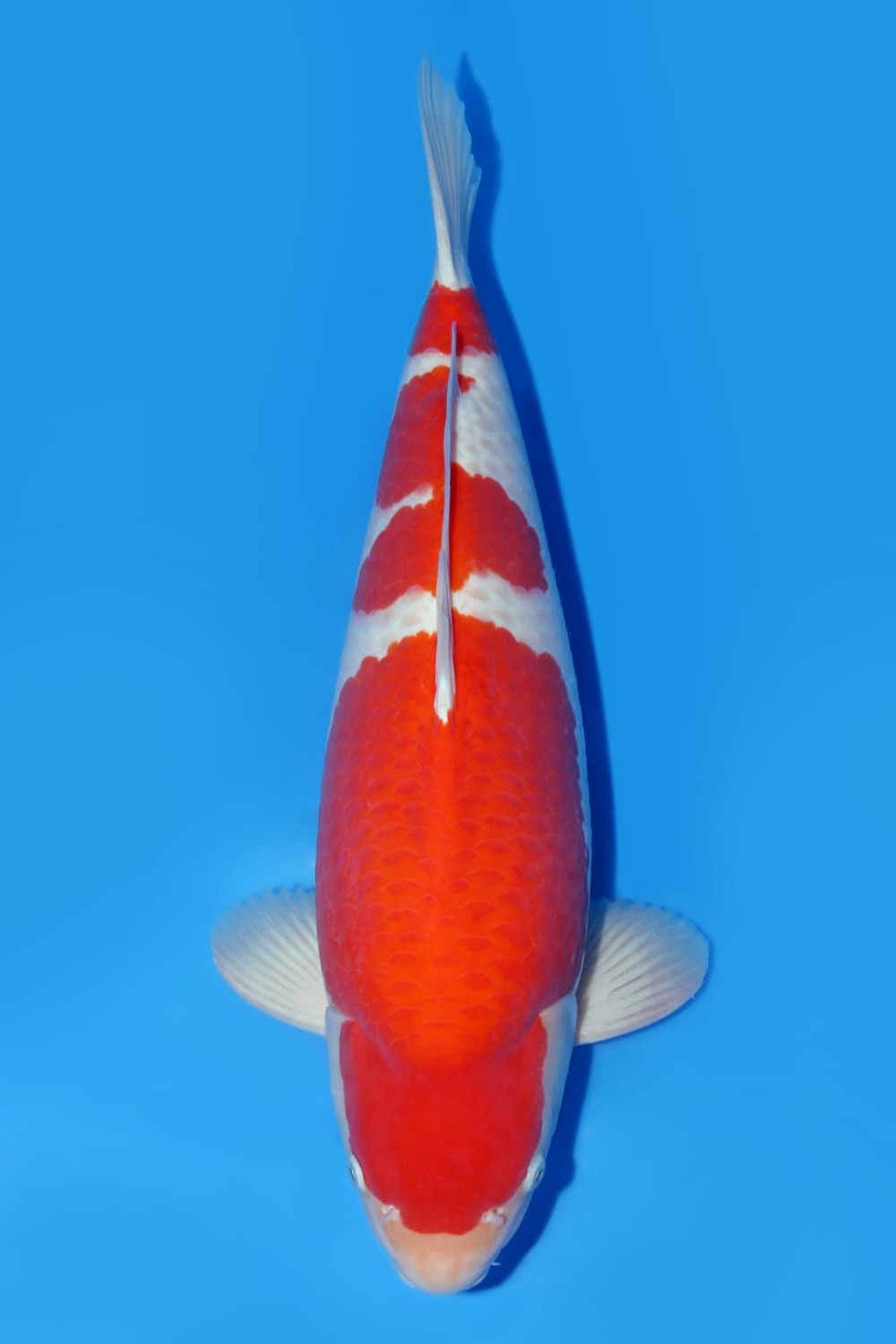 Best In Size A, 56 - 60 cm