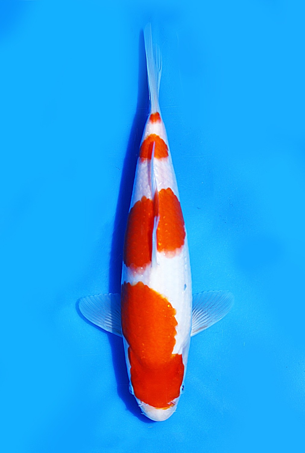 Juara 2