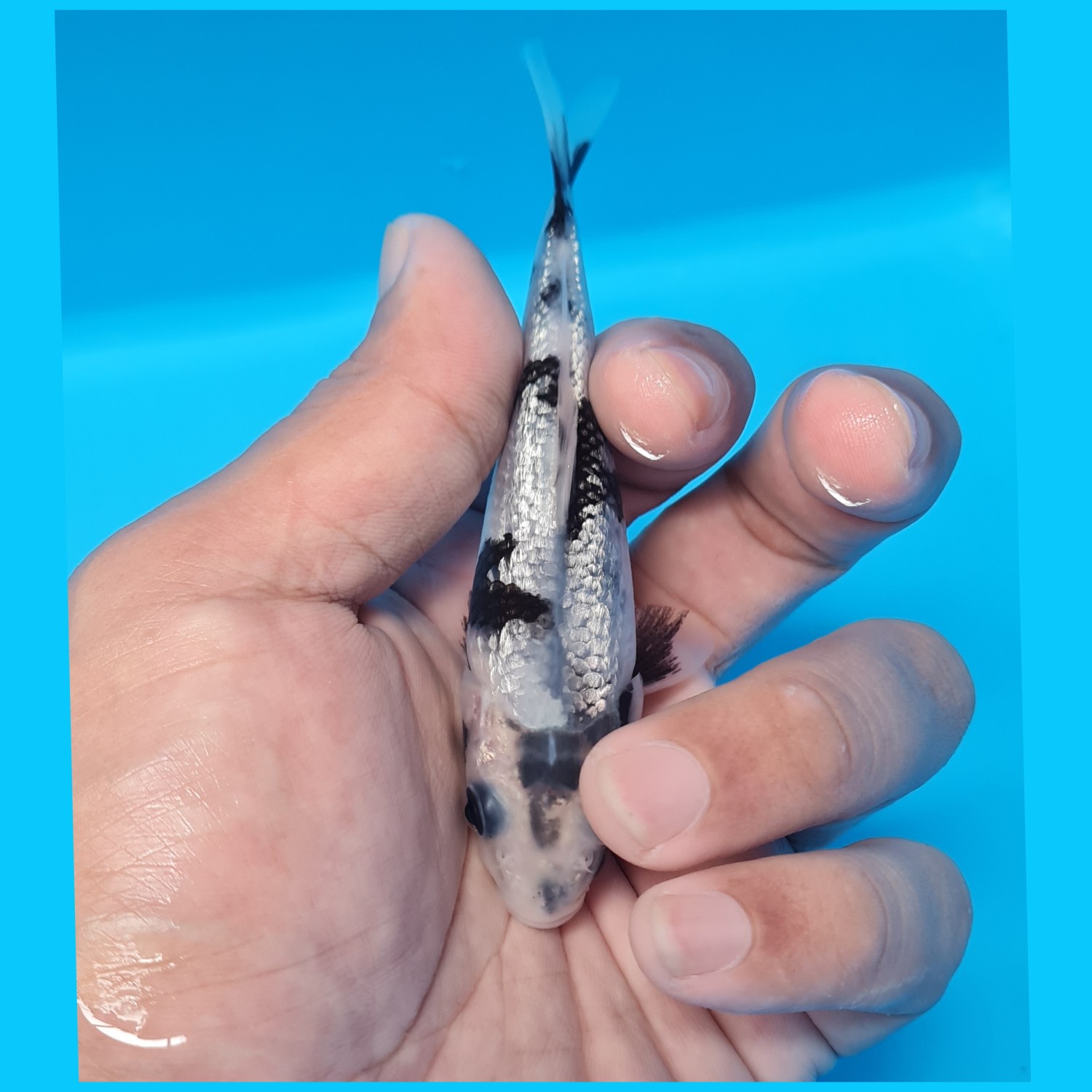 Best In Size F, Up To 12 cm