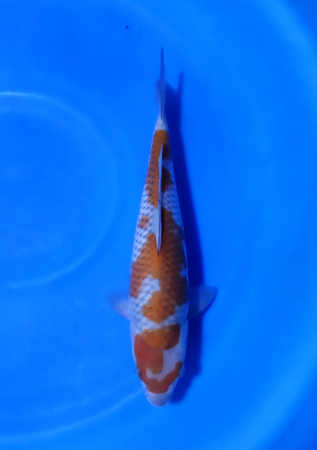 Best In Size B, 26 - 30 cm