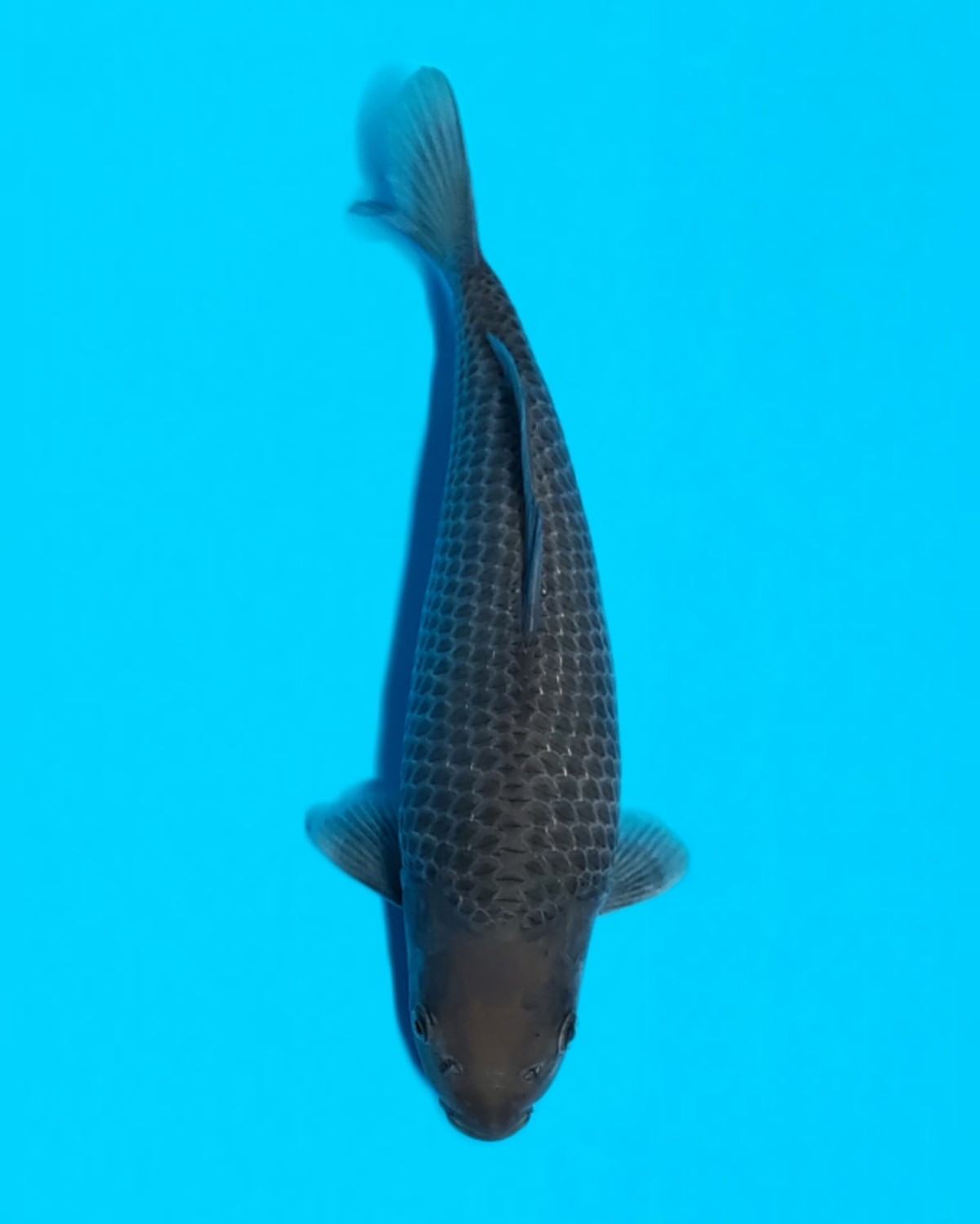 Best In Size E, 26 - 30 cm