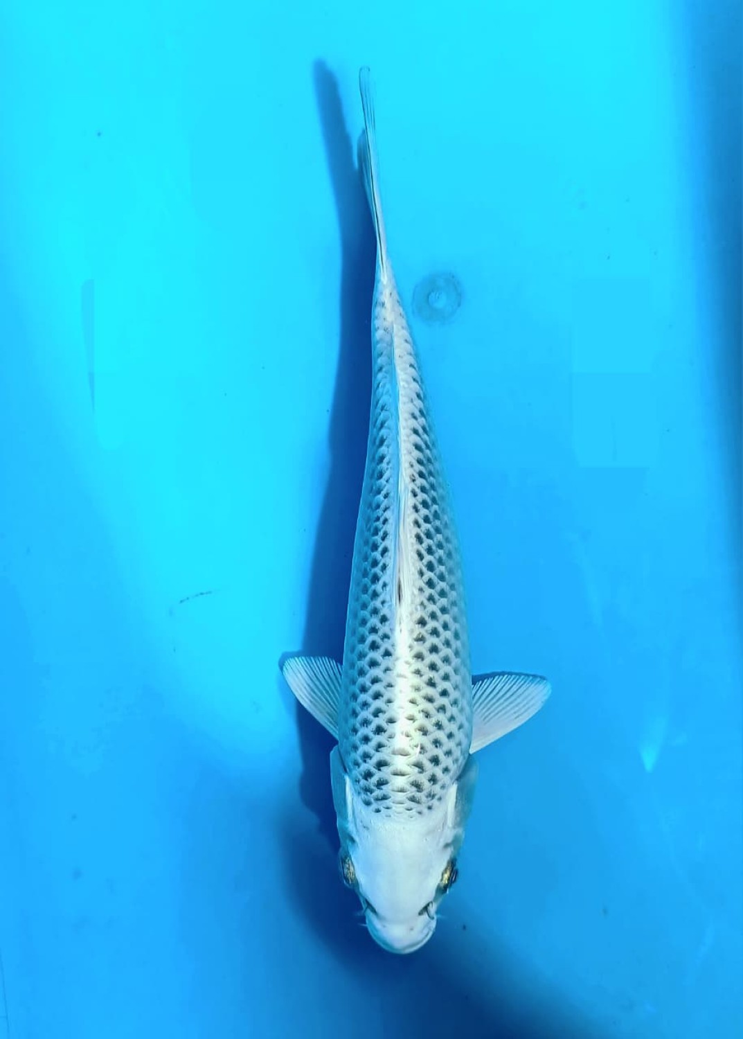 Juara 1