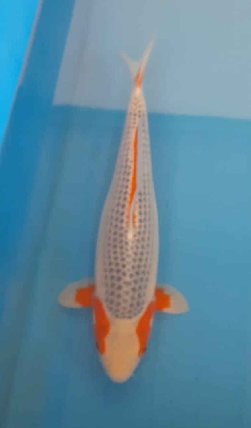 Best In Size D, 36 - 40 cm