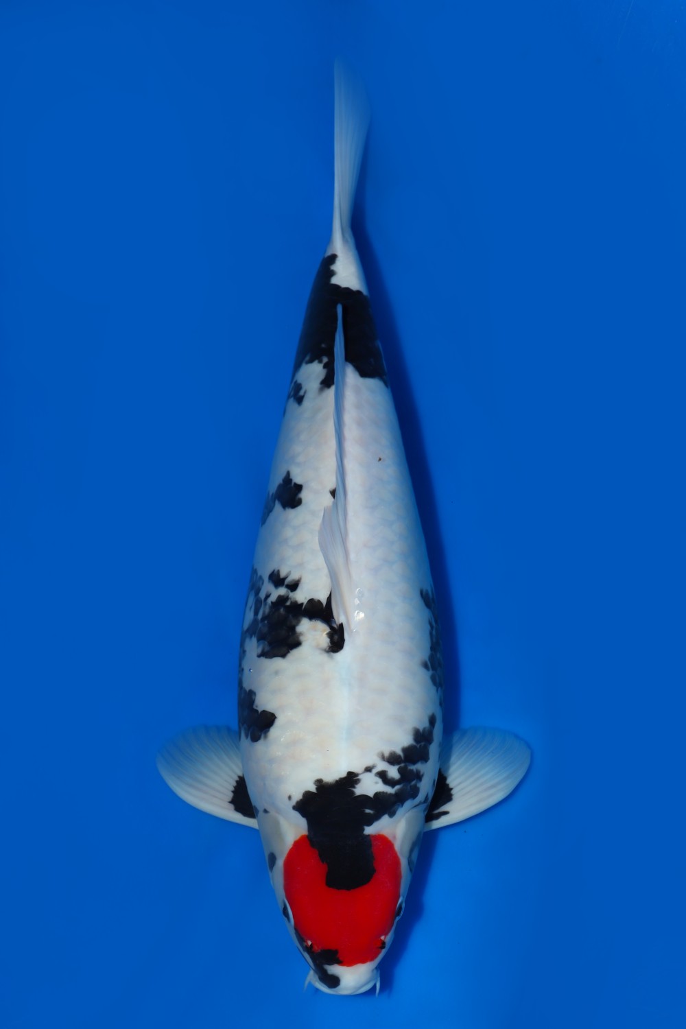 Best In Size F, 51 - 55 cm