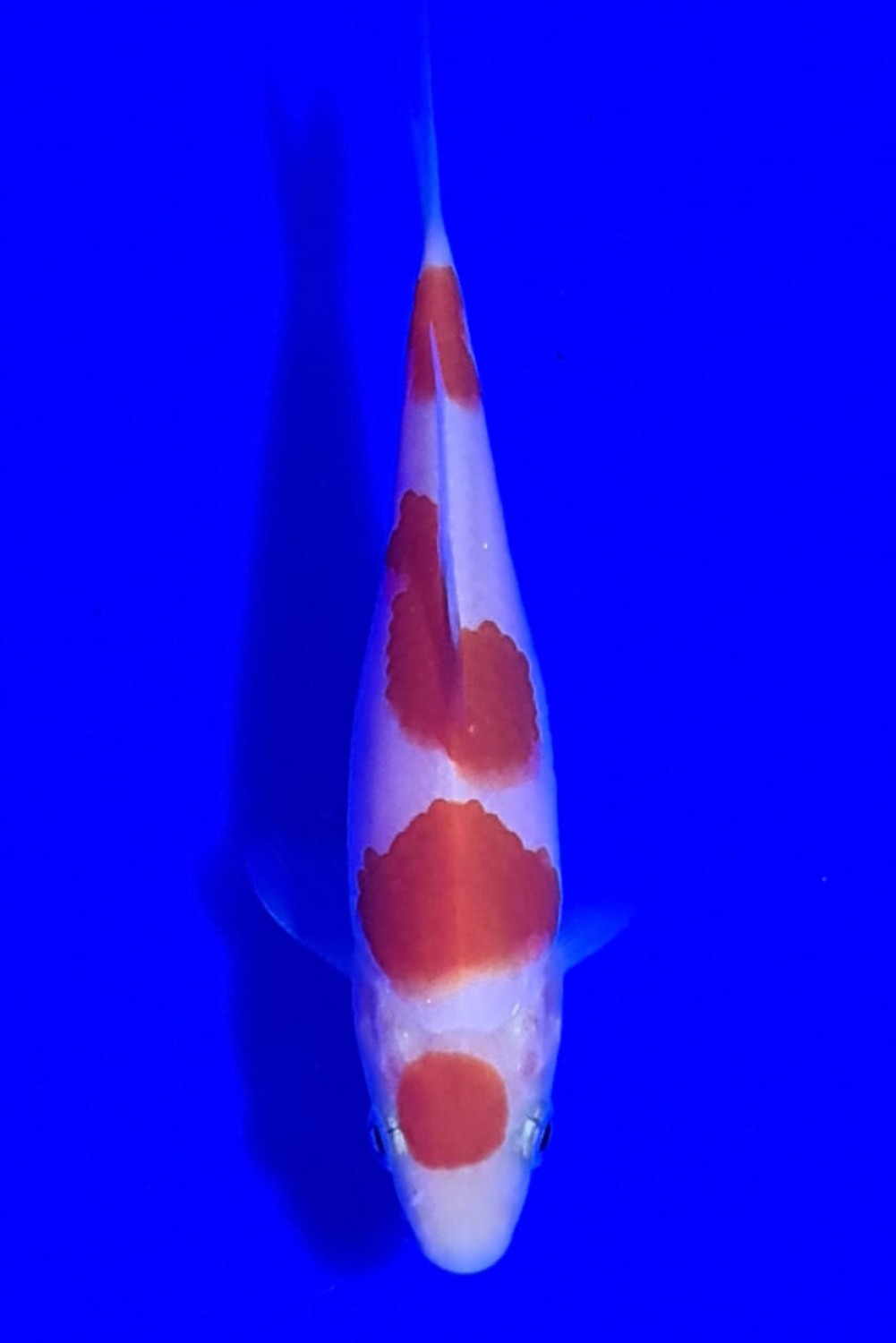 Juara 5