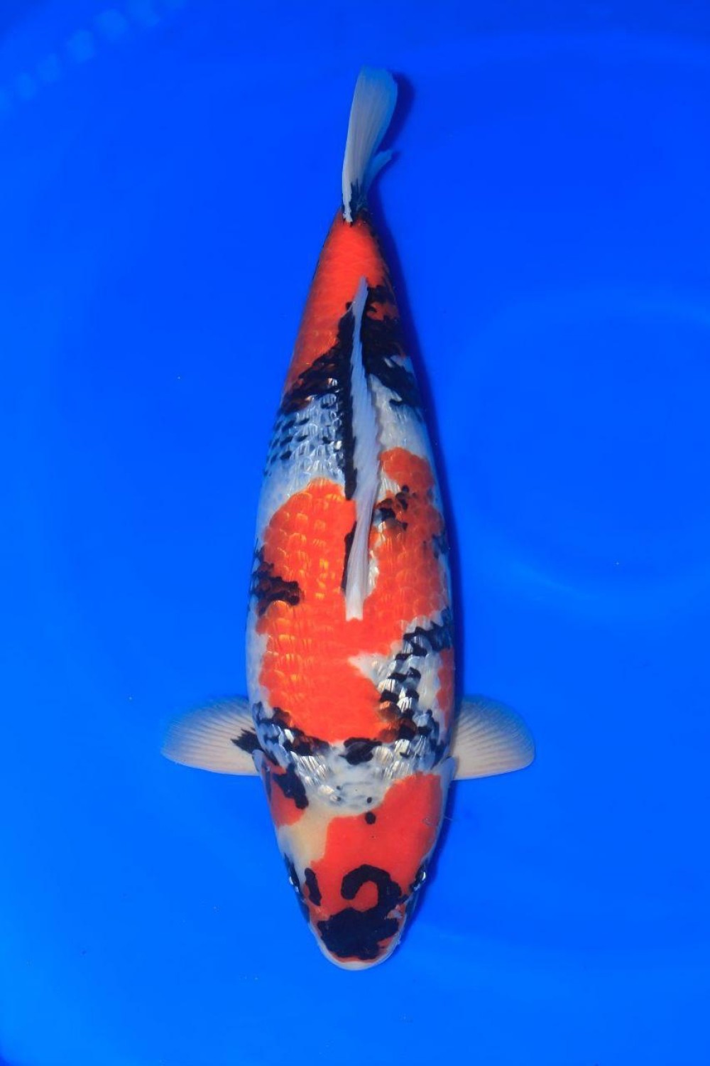 Best In Size B, 56 - 60 cm