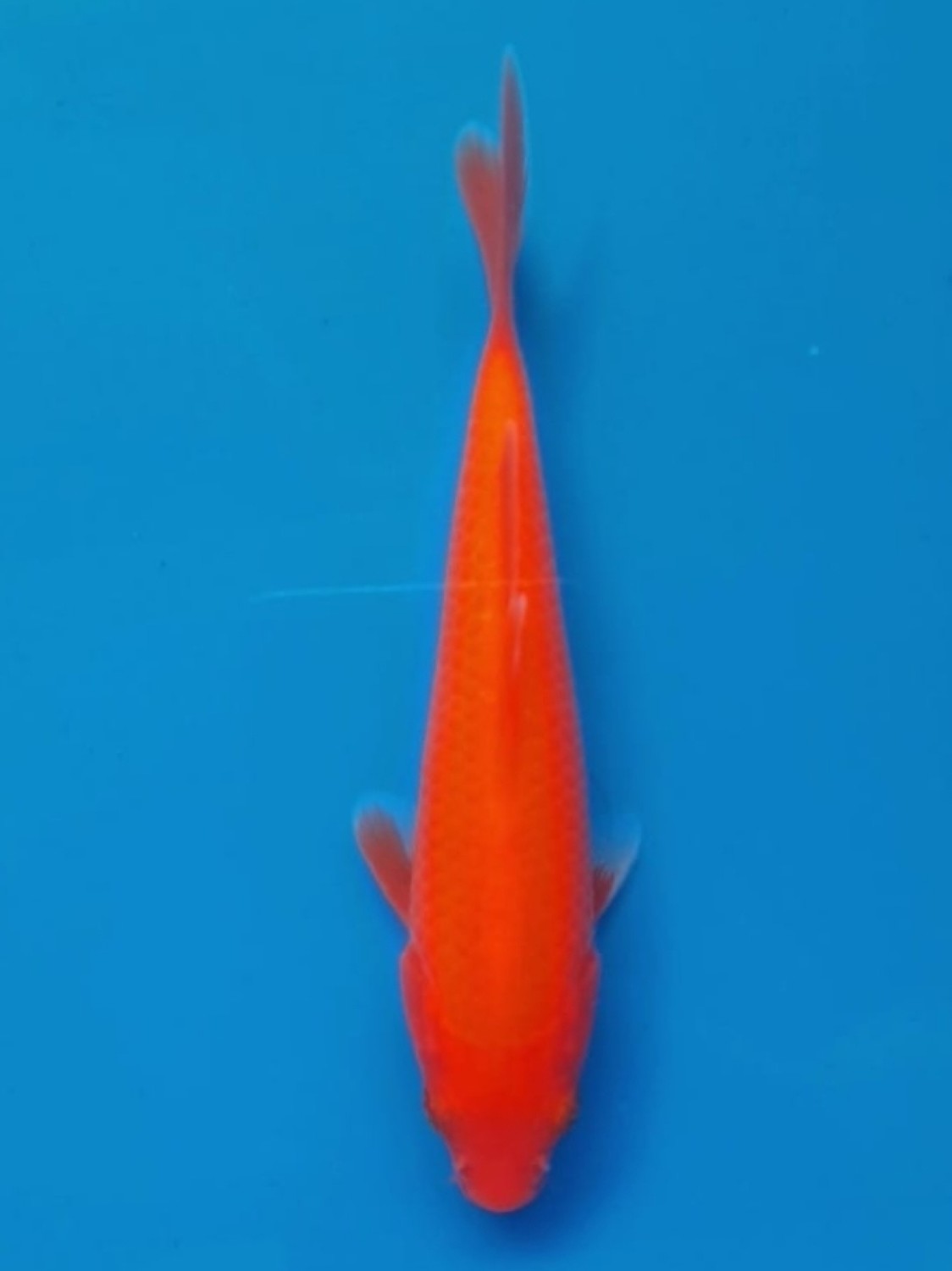 Juara 1