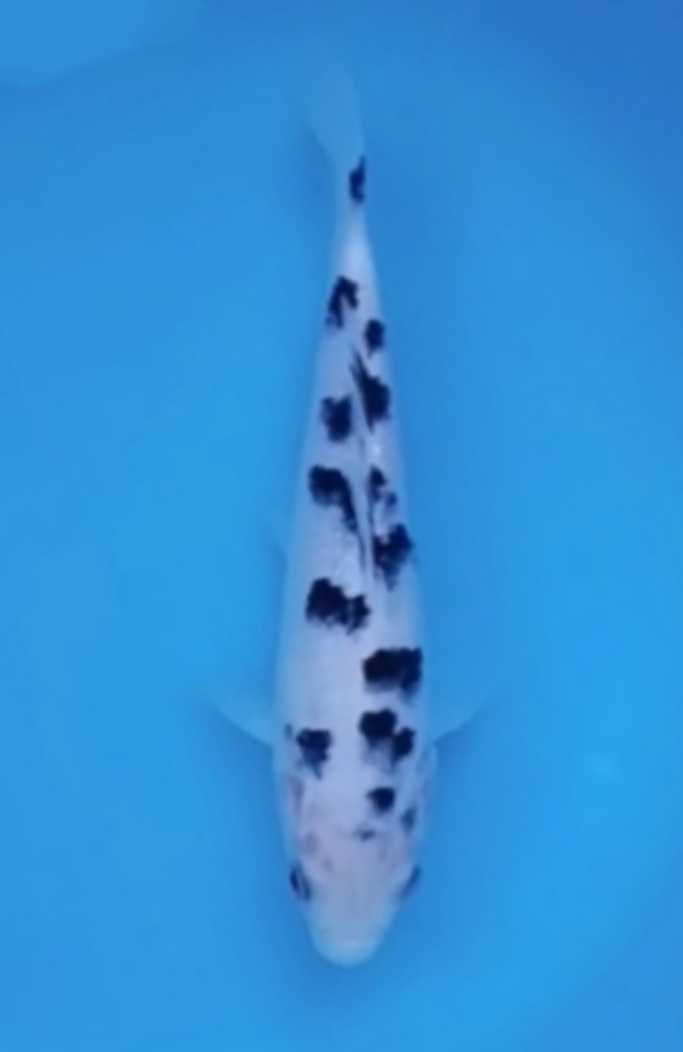 Juara 2