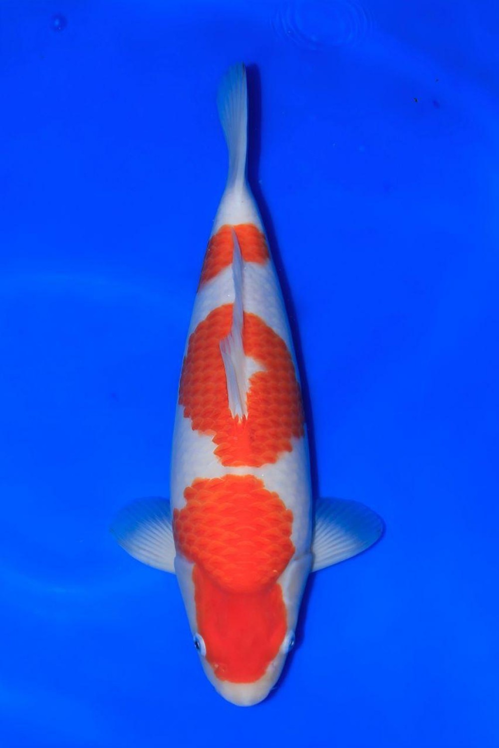 Juara 2
