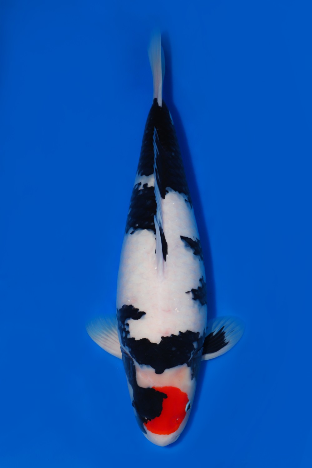 Juara 1