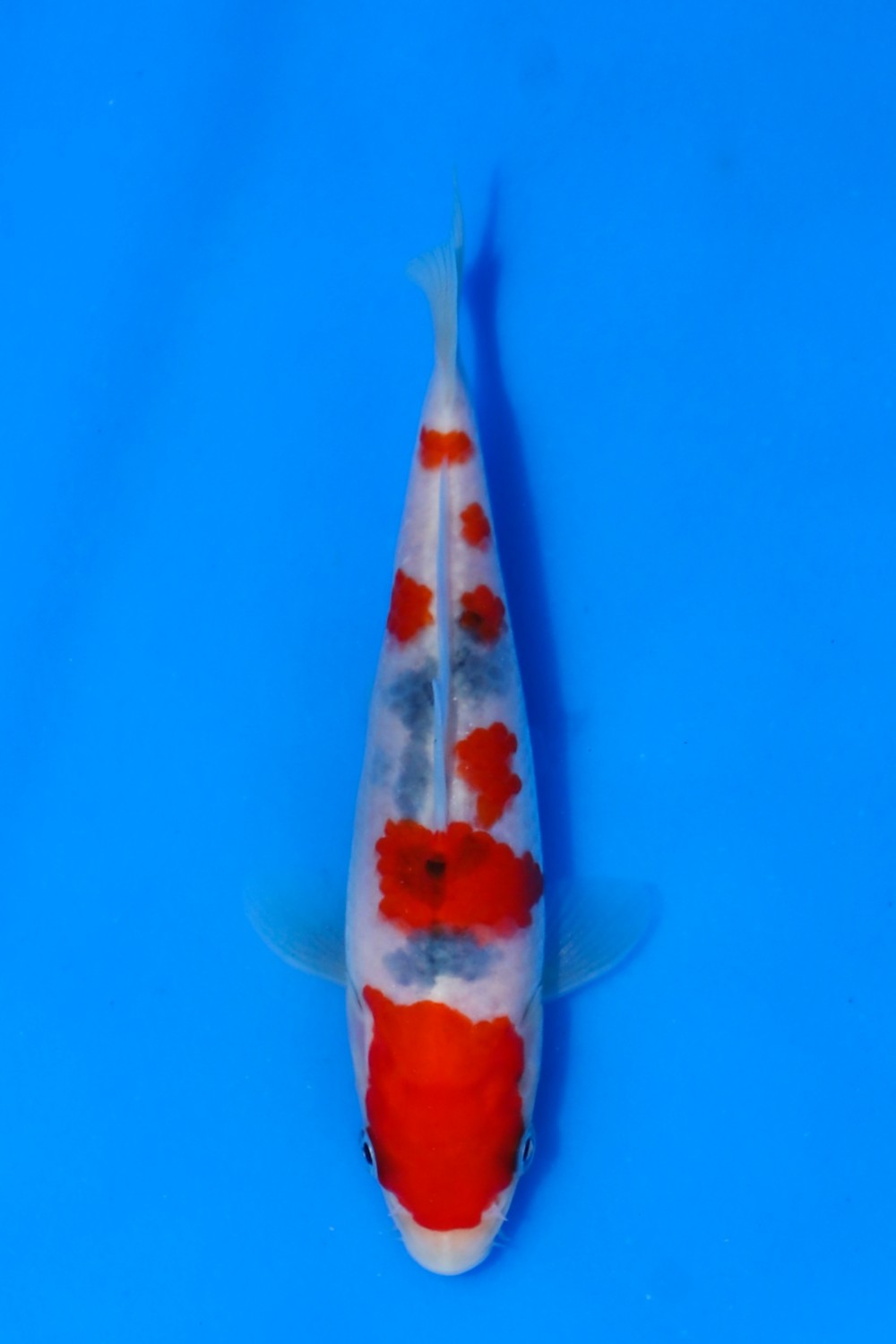 Juara 1
