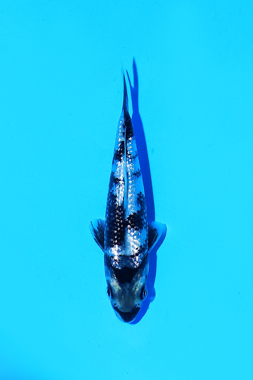 Juara 1