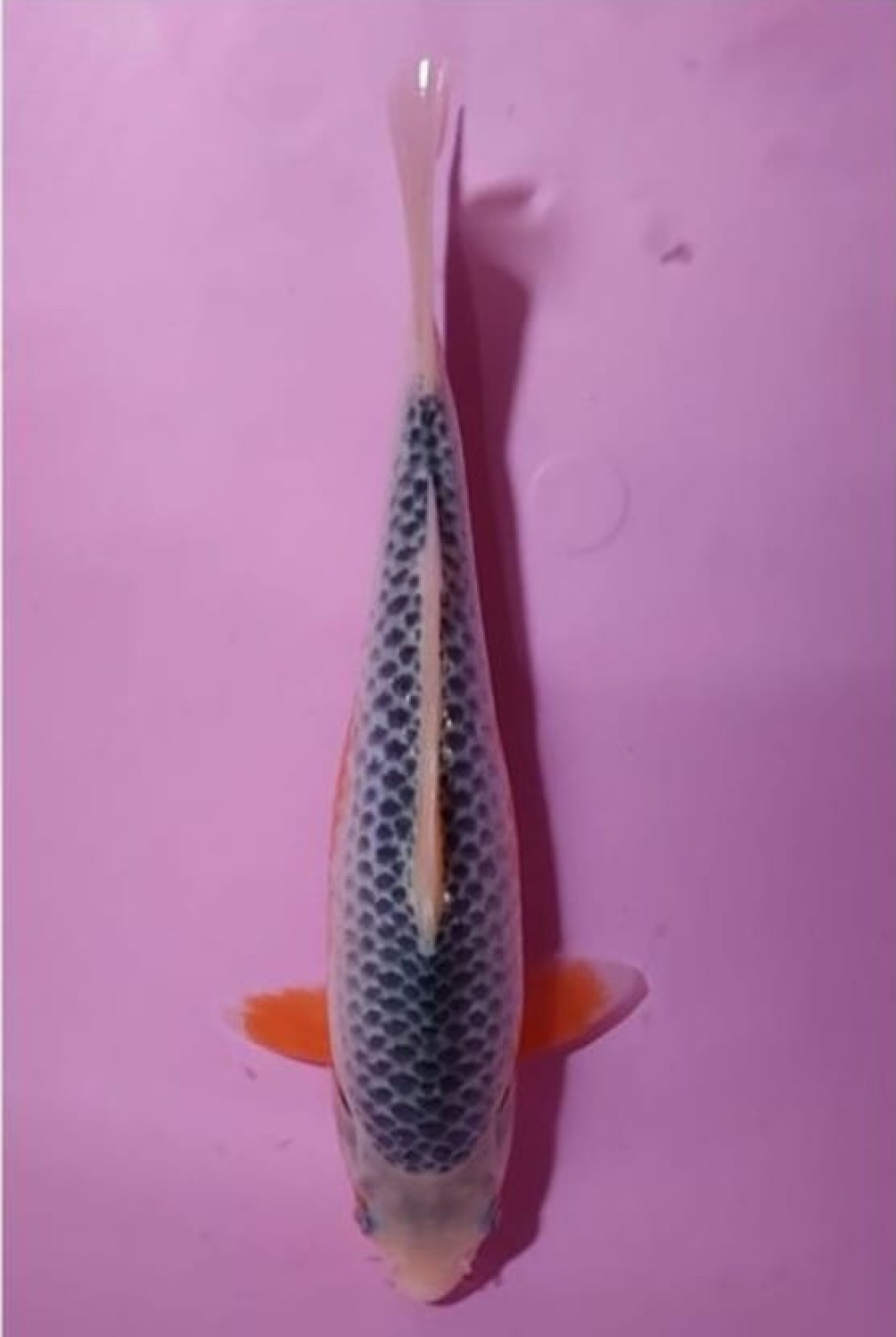 Juara 2