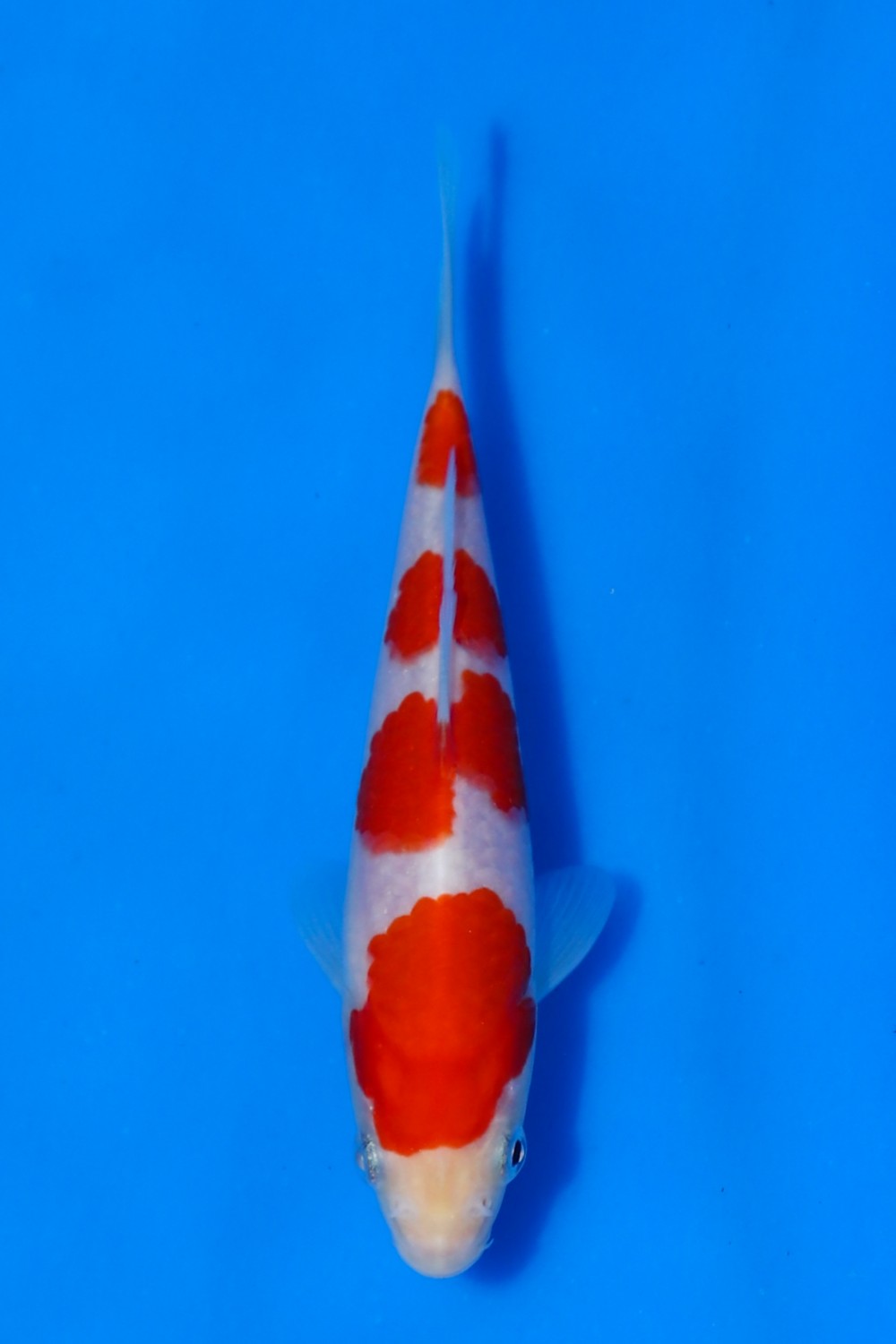 Juara 4