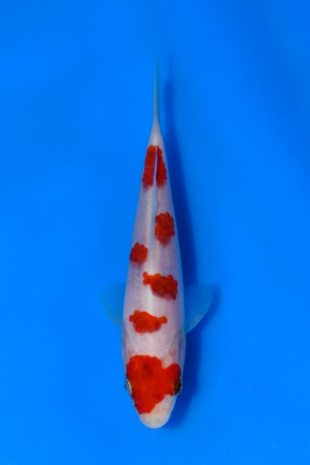 Juara 3