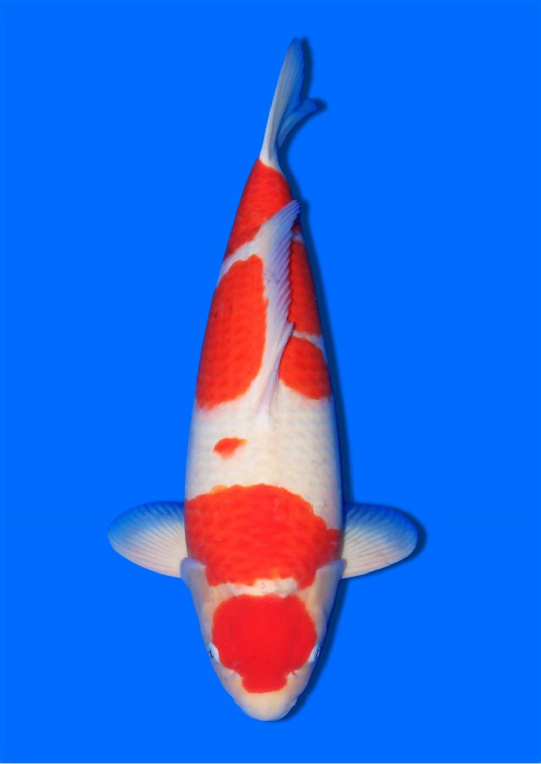 Juara 1