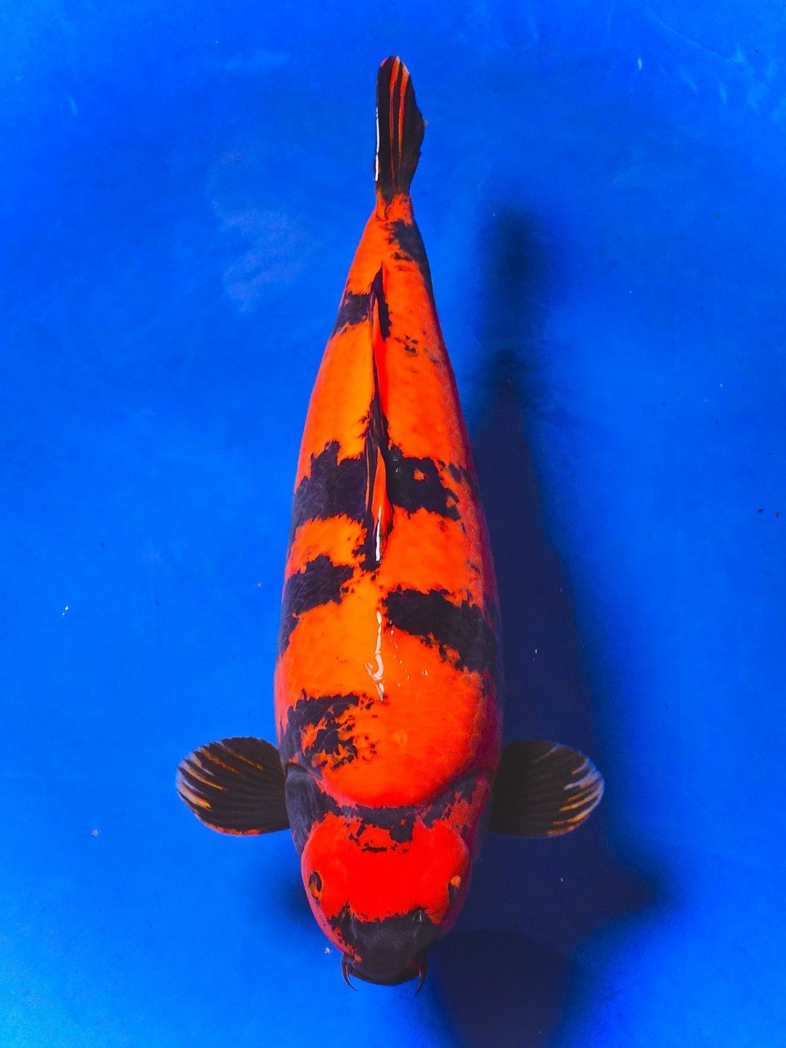 Juara 1