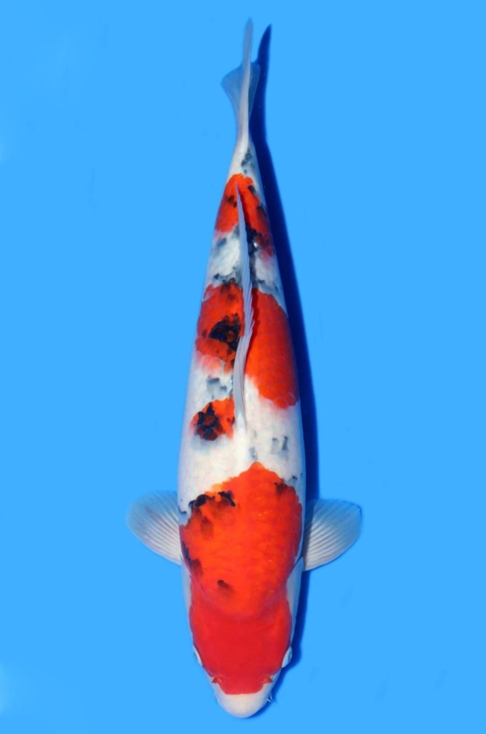 Juara 1