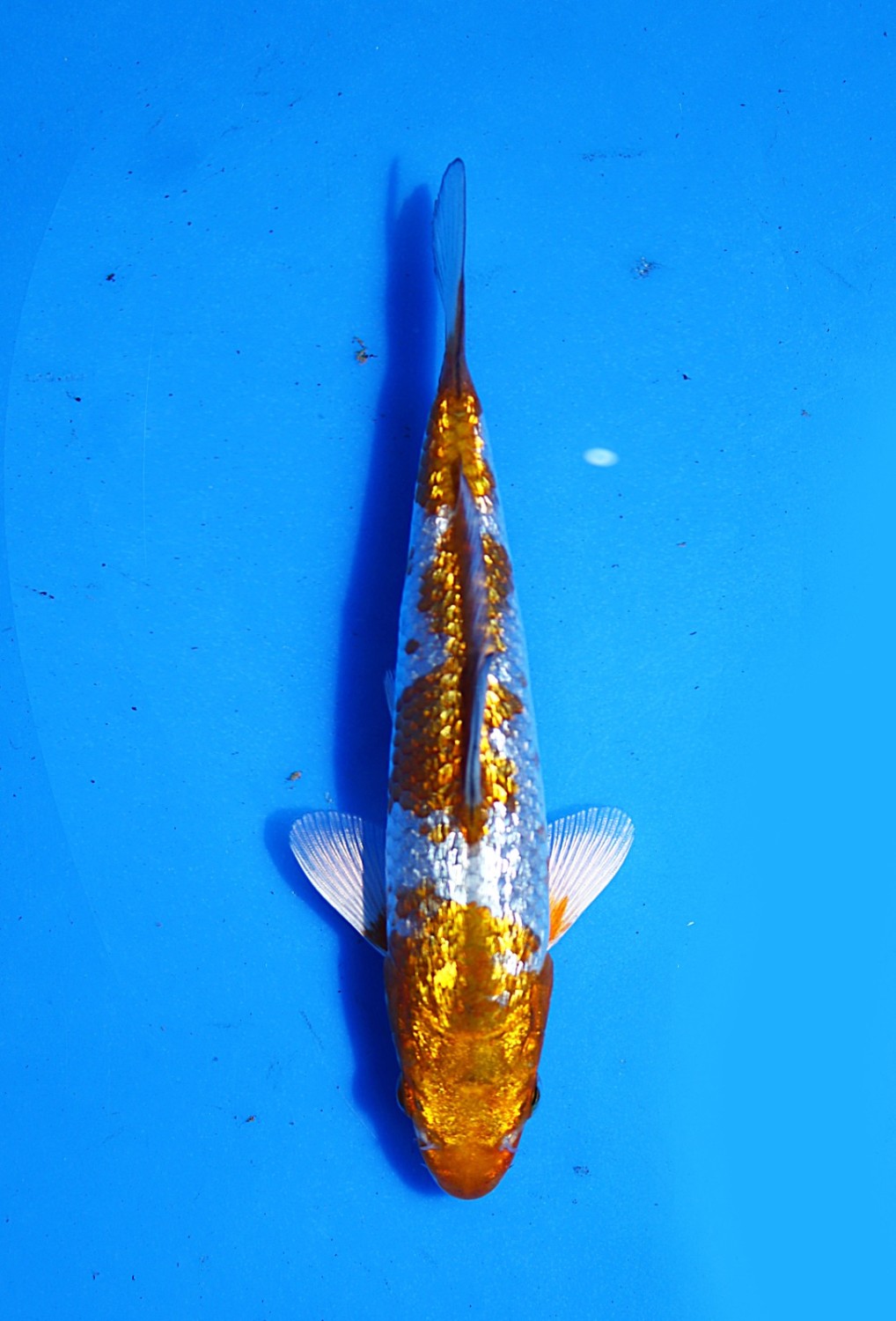 Juara 5